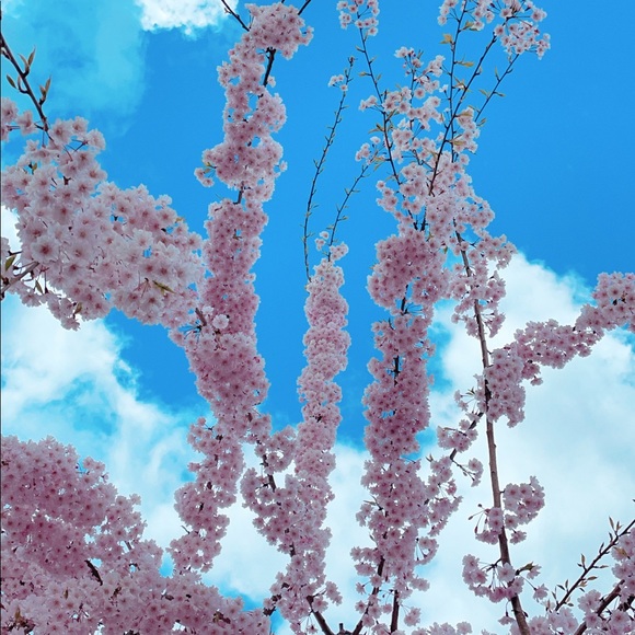 jmontano272